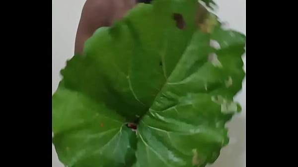 Similar to the human flower arse vase, the human green leaf arse vase 5