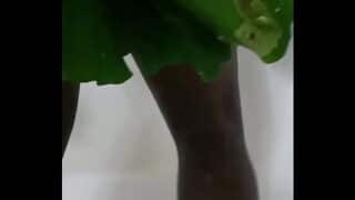 Similar to the human flower arse vase, the human green leaf arse vase 6