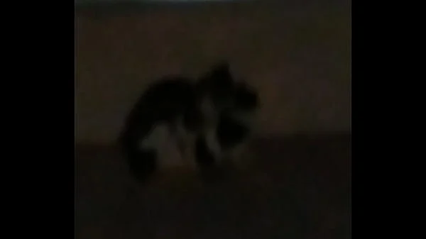 Thetidos cat fight mma