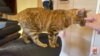 Normally, your energetic pussy is quiet when playing with you … .