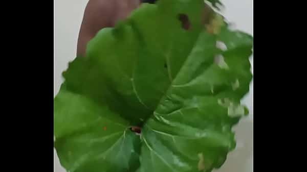 Similar to the human flower arse vase, the human green leaf arse vase 5