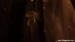 Sizzling Nights’ with the ‘Desi Indian Dance Seduction