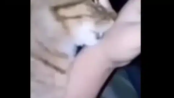 Gato se coje el brazo de un chileno la wea épica