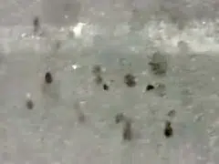 HYD IT Girl shaking sexy ass walk 2