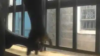 AFRICAN TEEN ALMOST CAUGHT WANKING THROUGH THE WINDOW
