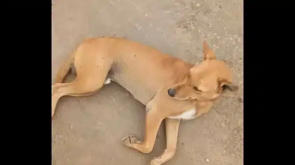 करवनत