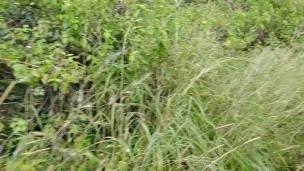 Part 2 I took my friend’s sister to the jungle and fucked her well