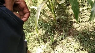Pissing in corn field_pies video